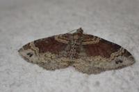 Xanthorhoe ferrugata/spadicearia