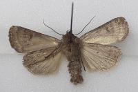 Hoplodrina octogenaria