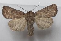 Hoplodrina octogenaria