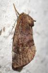 Cosmia pyralina