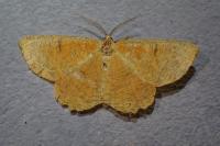 Angerona prunaria