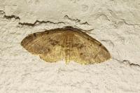 Idaea laevigata