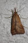 Synaphe punctalis