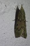 Aphomia sociella