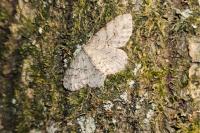 Ectropis crepuscularia