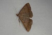 Zanclognatha lunalis