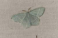 Campaea margaritaria