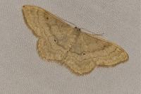 Idaea deversaria