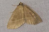 Trisateles emortualis