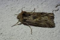 Autographa gamma