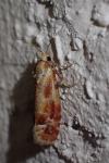 Rhyacionia buoliana