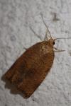 Archips rosana