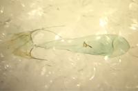 Scrobipalpa acuminatella