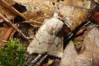 Spudaea ruticilla