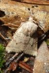 Spudaea ruticilla
