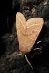 Orthosia cerasi