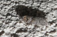 Tortricodes alternella