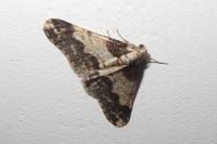 Agriopis leucophaearia