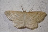 Idaea macilentaria