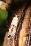 Epermenia chaerophyllella