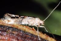 Epermenia chaerophyllella