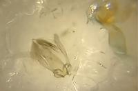 Stomopteryx lusitaniella