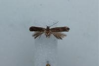 Stomopteryx lusitaniella