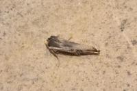 Xylena exsoleta