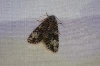 Craniophora ligustri