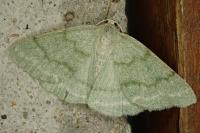 Pseudoterpna pruinata
