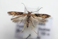 Scrobipalpa costella
