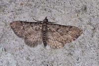 Gymnoscelis rufifasciata