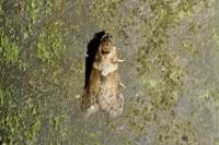 Tortricodes alternella