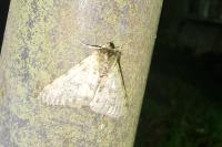 Phigalia pilosaria