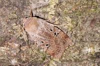 Conistra rubiginosa