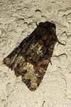 Oligia latruncula/strigilis/versicolor