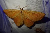 Angerona prunaria