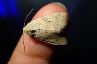 Cosmia trapezina
