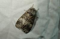 Drymonia querna