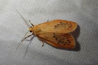 Miltochrista miniata