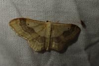Idaea aversata