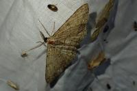 Hypomecis punctinalis