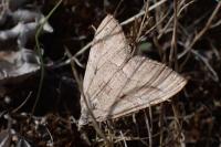 Aplocera efformata