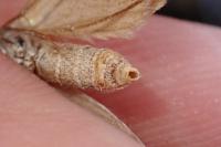 Aplocera efformata