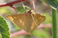 Sitochroa verticalis