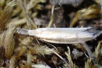 Pleurota aristella