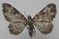 Eupithecia linariata/pulchellata