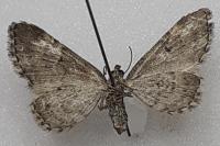 Eupithecia linariata/pulchellata