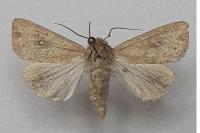 Mythimna albipuncta