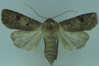 Agrotis exclamationis